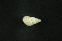 藏品(沼螺)的圖片